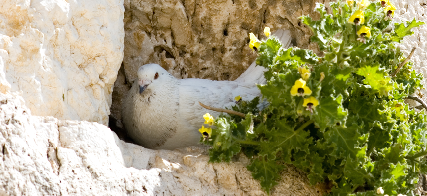 תפילות עד חצות ליל פורים